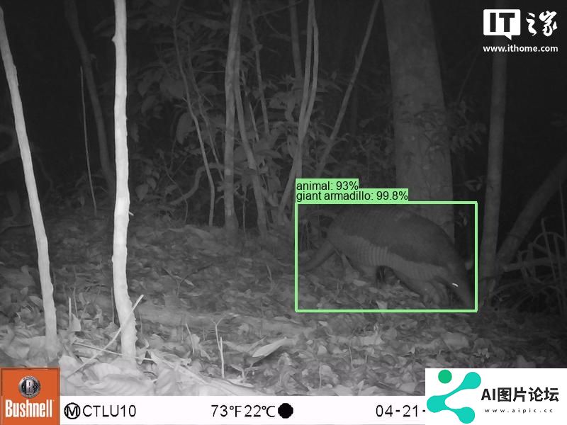 谷歌开源物种识别 AI 模型 SpeciesNet，助力野生动物研究